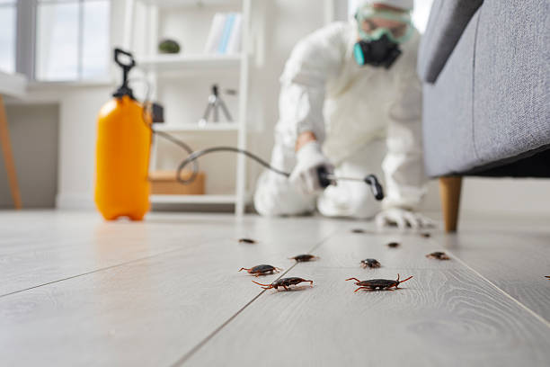 Commercial Kitchen Cockroach Control in Brookwood
